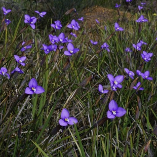 Patersonia occidentalis